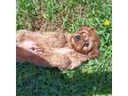 Cavapoo Puppy for sale in Hemingway, SC, USA
