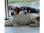 Adopt Festus a Labrador Retriever / Hound (Unknown Type) / Mixed dog in Darien