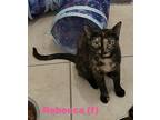 Adopt Rebecca a Spotted Tabby/Leopard Spotted Domestic Shorthair / Mixed cat in