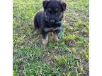 German Shepherd Dog Puppy for sale in Dillon, SC, USA
