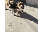Beagle Puppy for sale in Baldwin Park, CA, USA