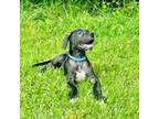 Great Dane Puppy for sale in Charlotte, NC, USA