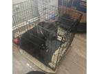 Labrador Retriever Puppy for sale in Durham, NC, USA