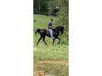 Multi Talented Smooth Gaited Trail Horse!
