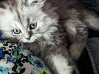 Playful CFA Registered Male Persian Kitten