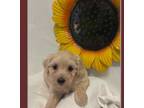 Maltipoo Puppy for sale in Russellville, AR, USA
