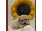 Maltipoo Puppy for sale in Kansas City, KS, USA