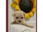 Maltipoo Puppy for sale in Kansas City, MO, USA