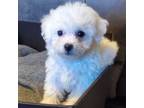 Bichon Frise Puppy for sale in Sperry, OK, USA