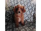Cavapoo Puppy for sale in Marion, WI, USA