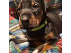 Doberman Pinscher Puppy for sale in Tyler, TX, USA
