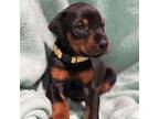 Doberman Pinscher Puppy for sale in Tyler, TX, USA