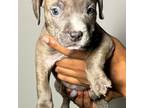 Mutt Puppy for sale in Columbia, SC, USA
