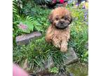 Shih Tzu Puppy for sale in Hammond, LA, USA