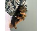 Yorkshire Terrier Puppy for sale in Dawsonville, GA, USA