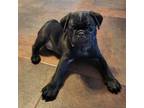 Pug Puppy for sale in Zolfo Springs, FL, USA