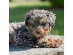 Poodle (Toy) Puppy for sale in Shirley, NY, USA