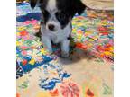 Chihuahua Puppy for sale in Greer, SC, USA