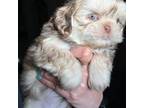 Shih Tzu Puppy for sale in Bakersfield, CA, USA