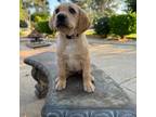 Labrador Retriever Puppy for sale in Clovis, CA, USA