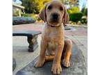 Labrador Retriever Puppy for sale in Clovis, CA, USA