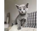 healthy russian blue kittens for adoption