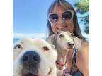 Experienced and Reliable Pet Sitter in South Lake Tahoe, CA - Trustworthy Care
