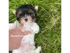 Biewer Terrier Puppy for sale in Skillman, NJ, USA
