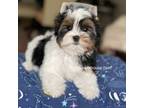 Biewer Terrier Puppy for sale in Skillman, NJ, USA