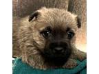 Cairn Terrier Puppy for sale in Albany, OR, USA