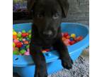 German Shepherd Dog Puppy for sale in Franklin, VT, USA