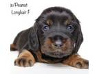 Dachshund Puppy for sale in Red Bud, IL, USA