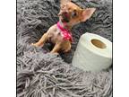 Chihuahua Puppy for sale in Lamont, CA, USA