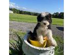 Aussiedoodle Puppy for sale in Galatia, IL, USA