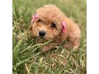 Poodle (Toy) Puppy for sale in Santa Ana, CA, USA