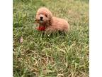 Poodle (Toy) Puppy for sale in Santa Ana, CA, USA