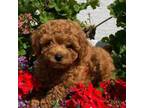 Poodle (Toy) Puppy for sale in Clark, NJ, USA