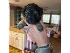 Mutt Puppy for sale in Naples, FL, USA