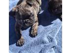 Pug Puppy for sale in Forest Grove, OR, USA