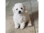 Bichon Frise Puppy for sale in Houston, TX, USA