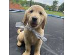 Golden Retriever Puppy for sale in Lincolnton, NC, USA