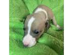 Italian Greyhound Puppy for sale in Hickory, NC, USA