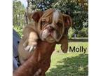 Bulldog Puppy for sale in Lake Panasoffkee, FL, USA