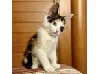 Alex Calico Kitten Female