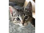 Frankie Domestic Shorthair Kitten Male