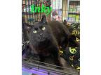 Inky Domestic Shorthair Adult Male