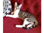 KITTEN HERMAN Domestic Shorthair Young Male