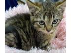 Gloria Domestic Shorthair Kitten Female