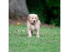 Golden Retriever Puppy for sale in Seneca, SC, USA
