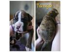 Tango (Male AKC Brindle)